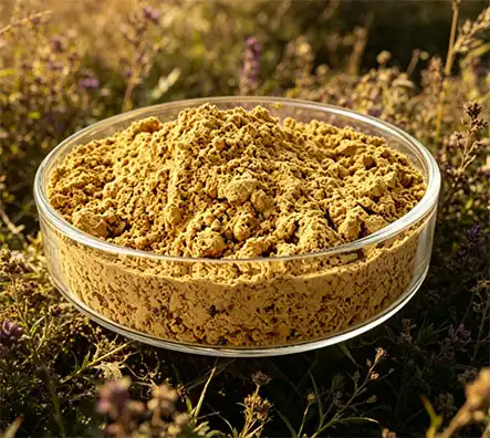 Why Silymarin Powder Is Popular in Liver Health Supplements Why Silymarin Powder Is Popular in Liver Health Supplements
